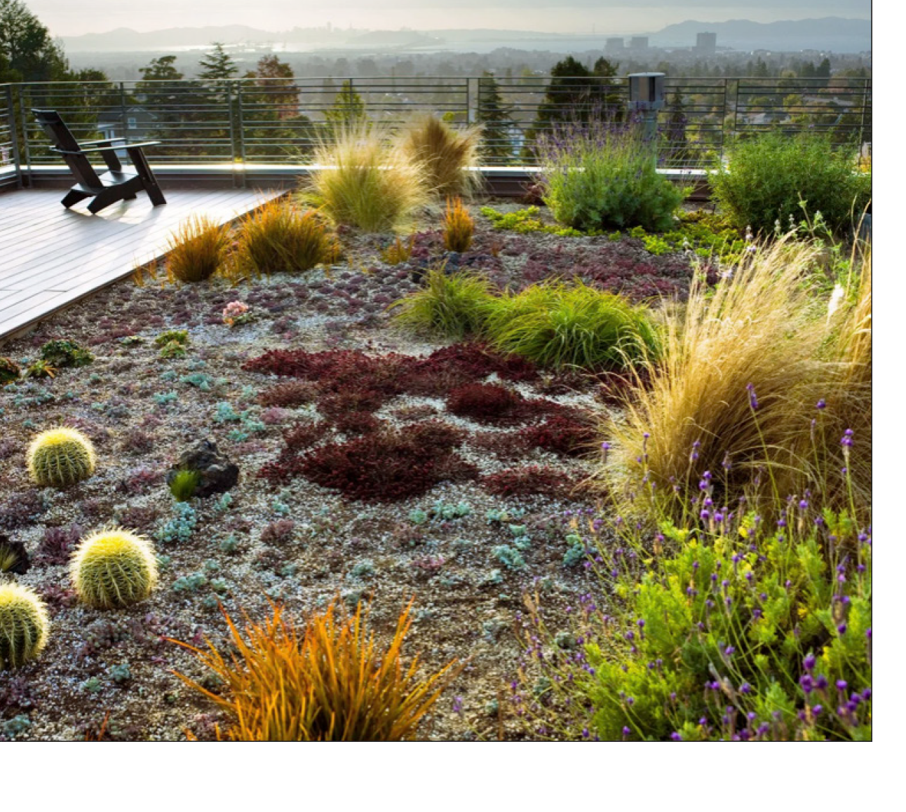 Rooftop garden with succulents, grasses, and flowers, overlooking a cityscape and distant mountains.