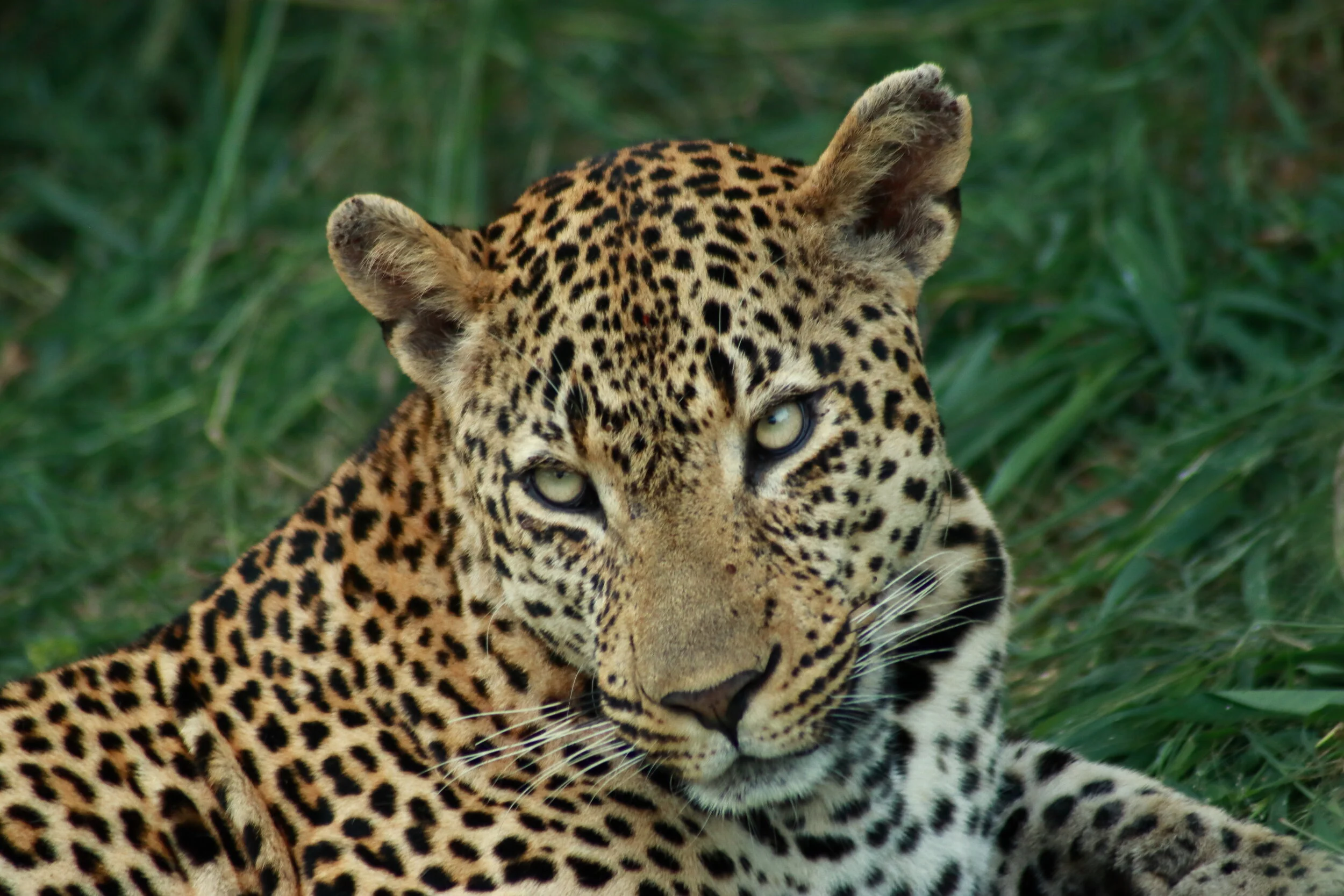 Spots by Mark Bailey