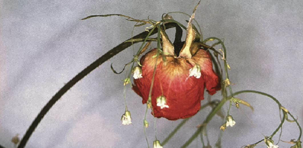 Screenshot 2024-08-26 at 4.32.14 PM.png