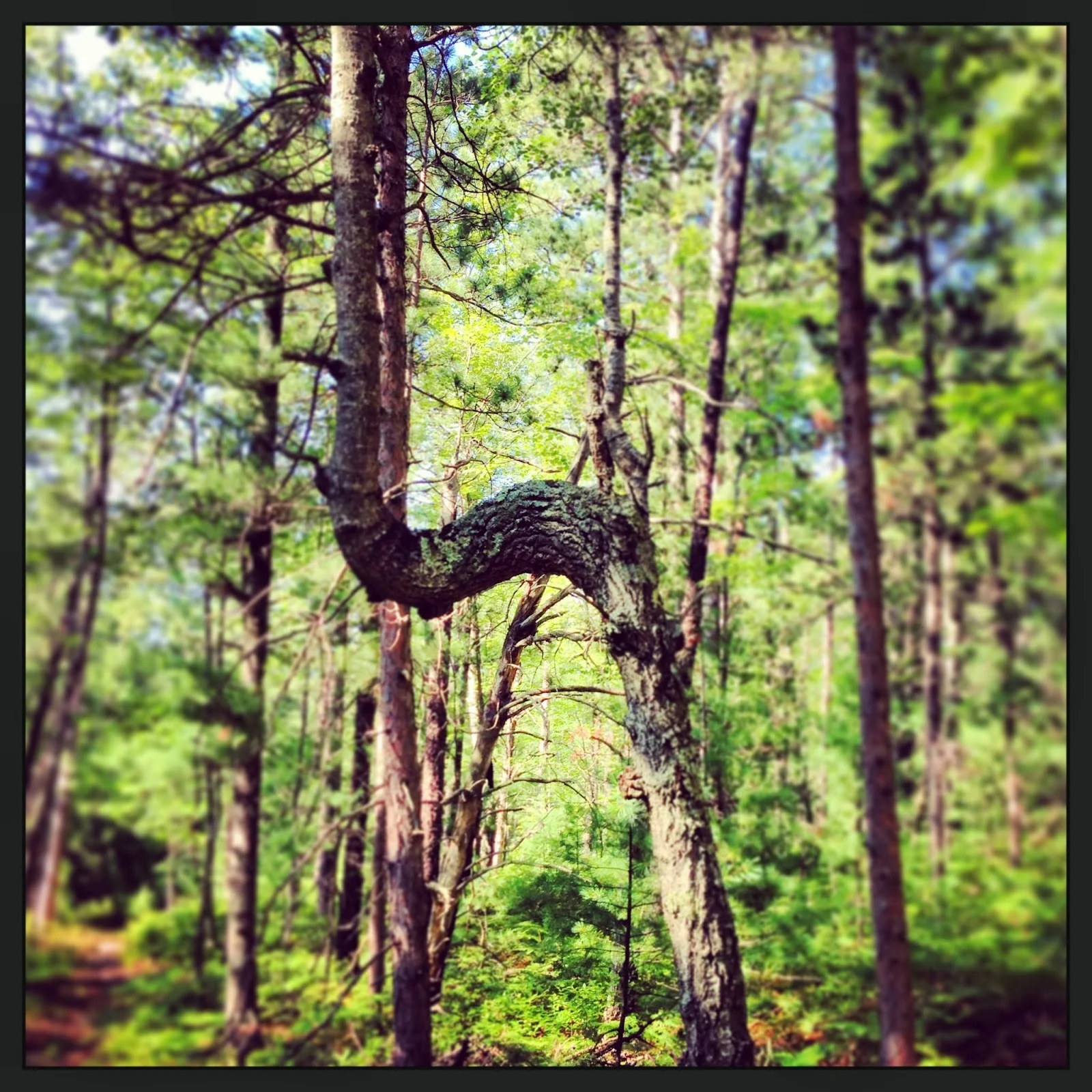 Waiting for the King