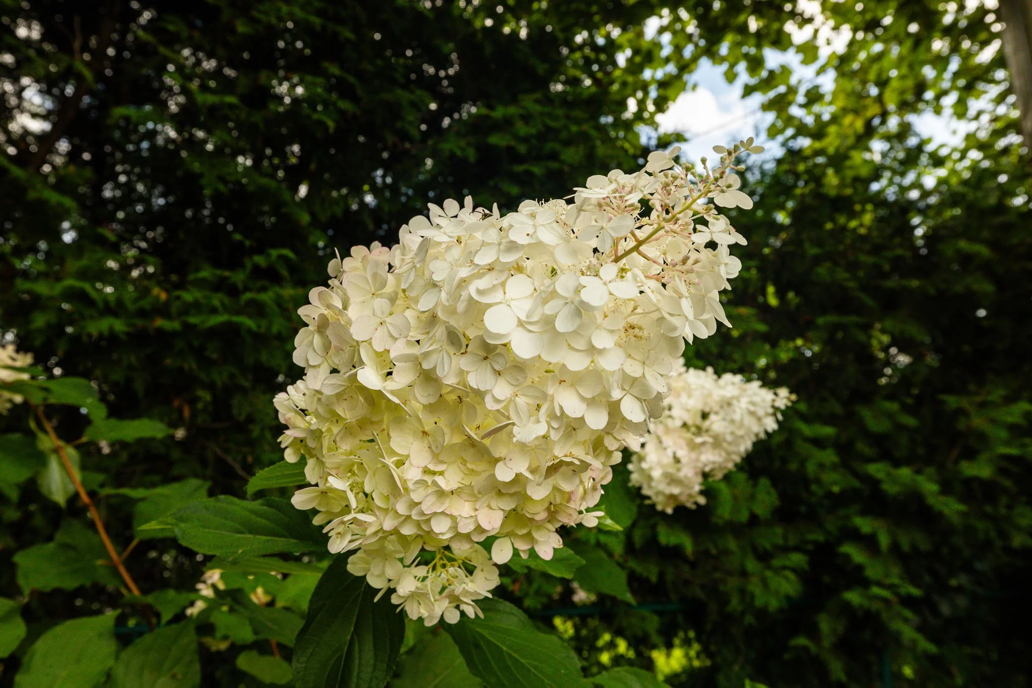 61 Ridgefield_0071.jpg