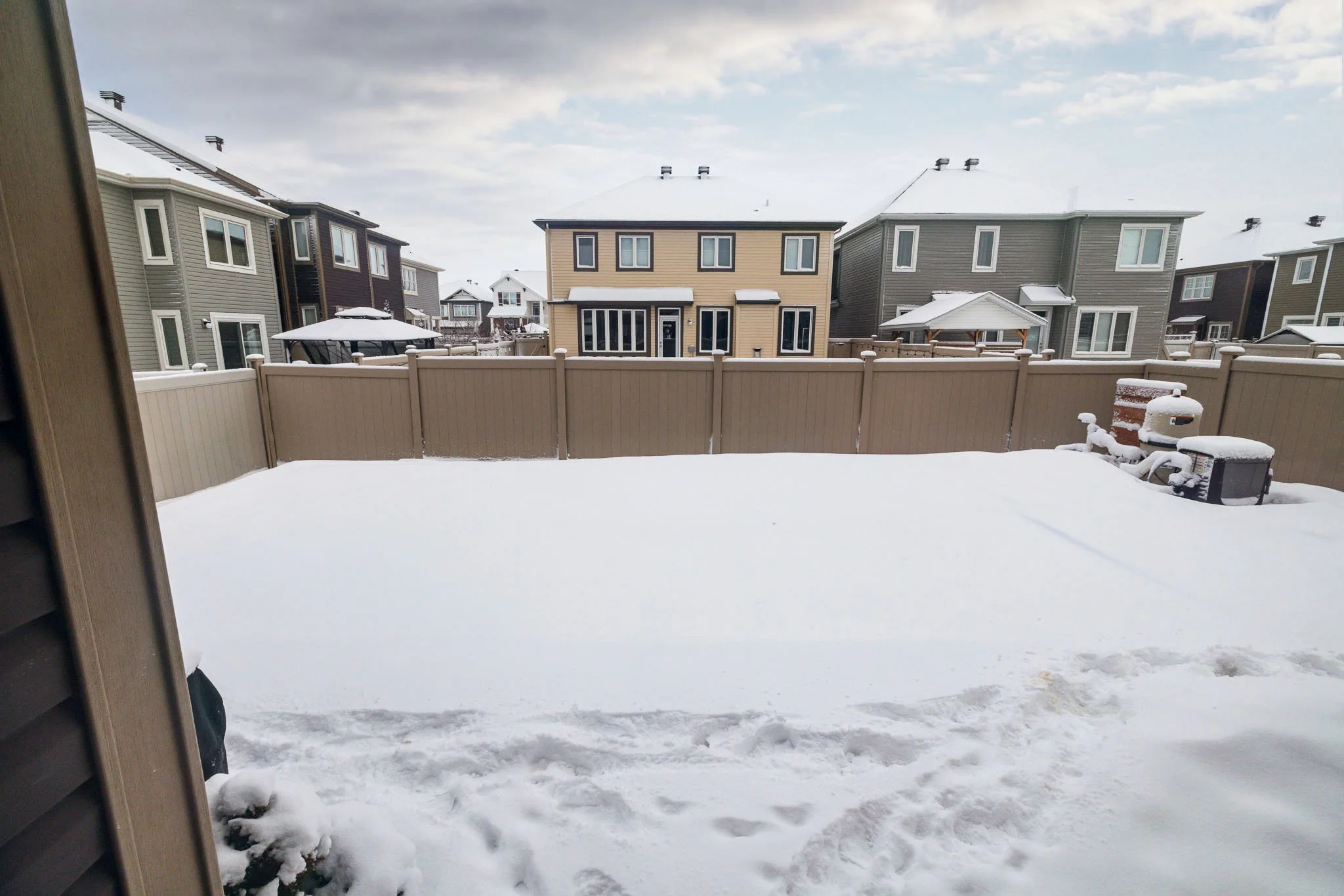 199 Bartonia_081.jpg