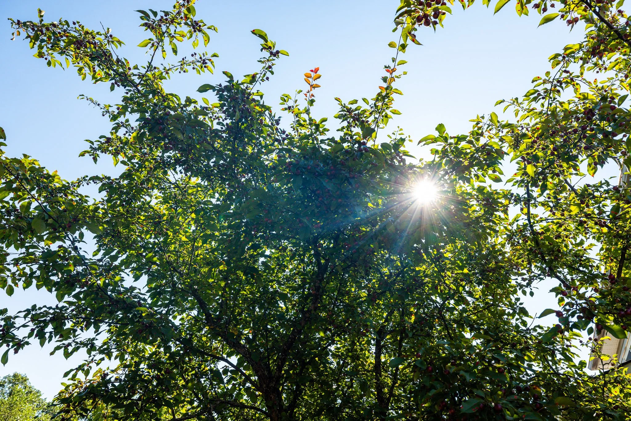 24 Kalbrook_backyard_0009.jpg