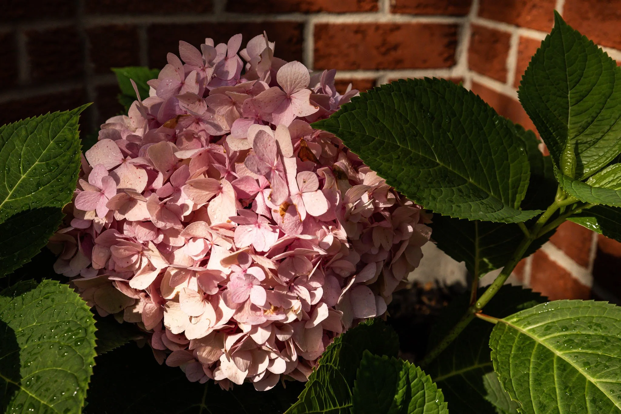 27 Hampel_0018.jpg
