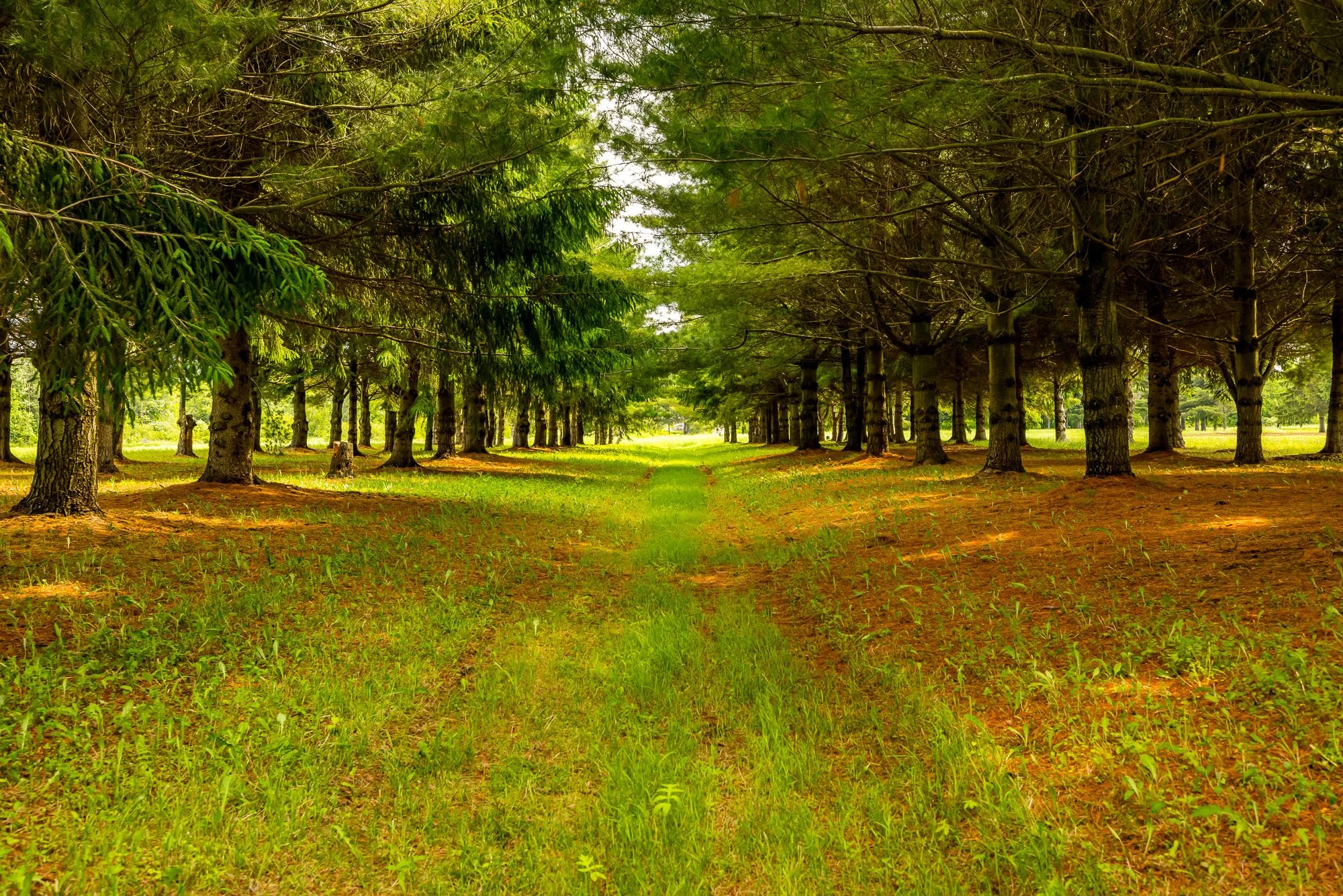 1329 South Gower__113.jpg