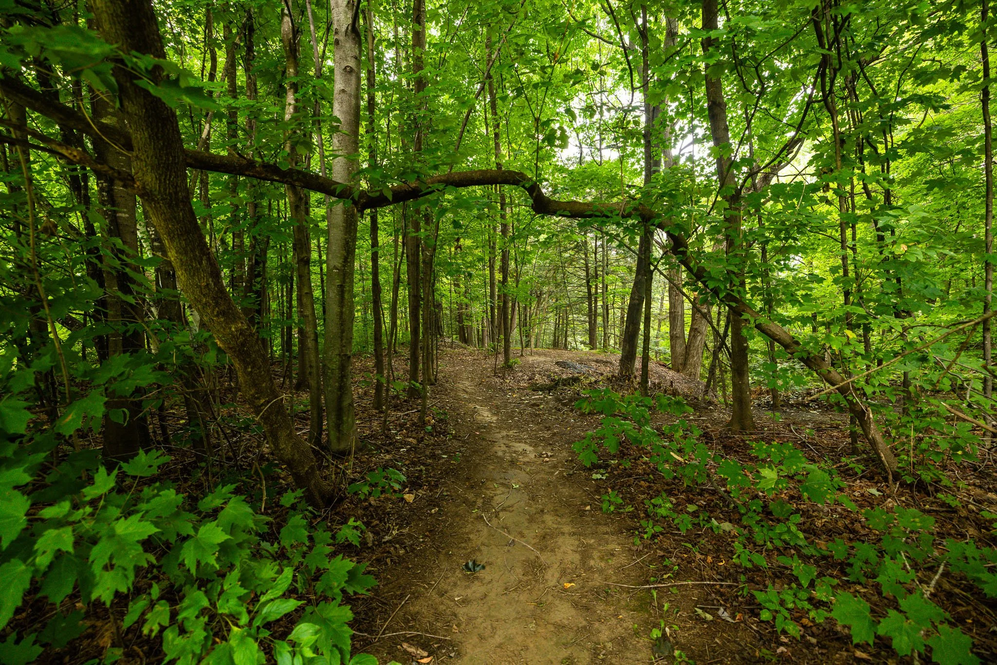 6068 Ridgelea_0071.jpg