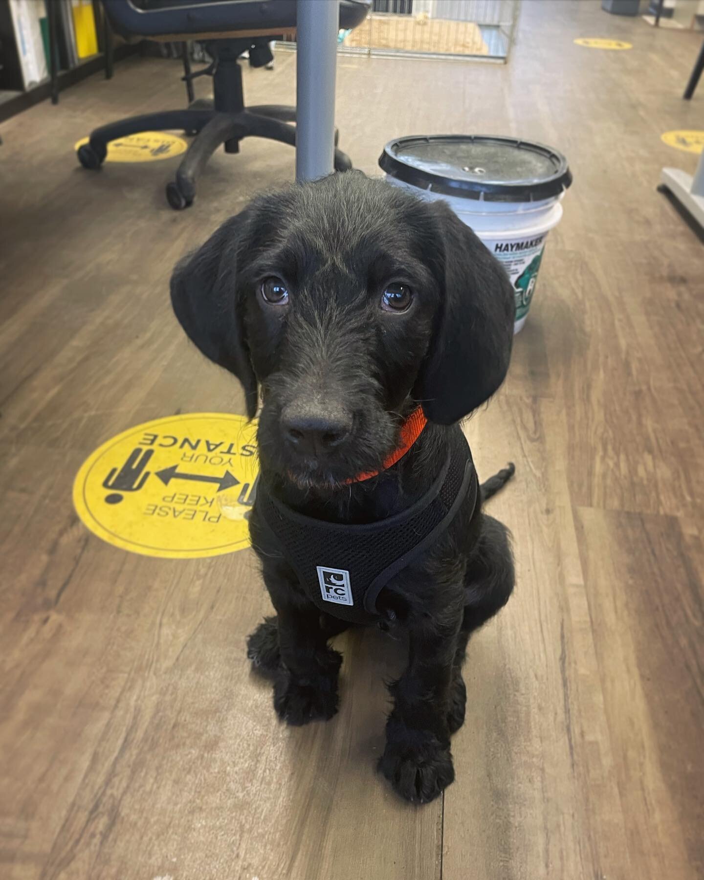 Say hello to our newest team member, Doug! We are considering expanding our services to include a puppy daycare 😂 🐾