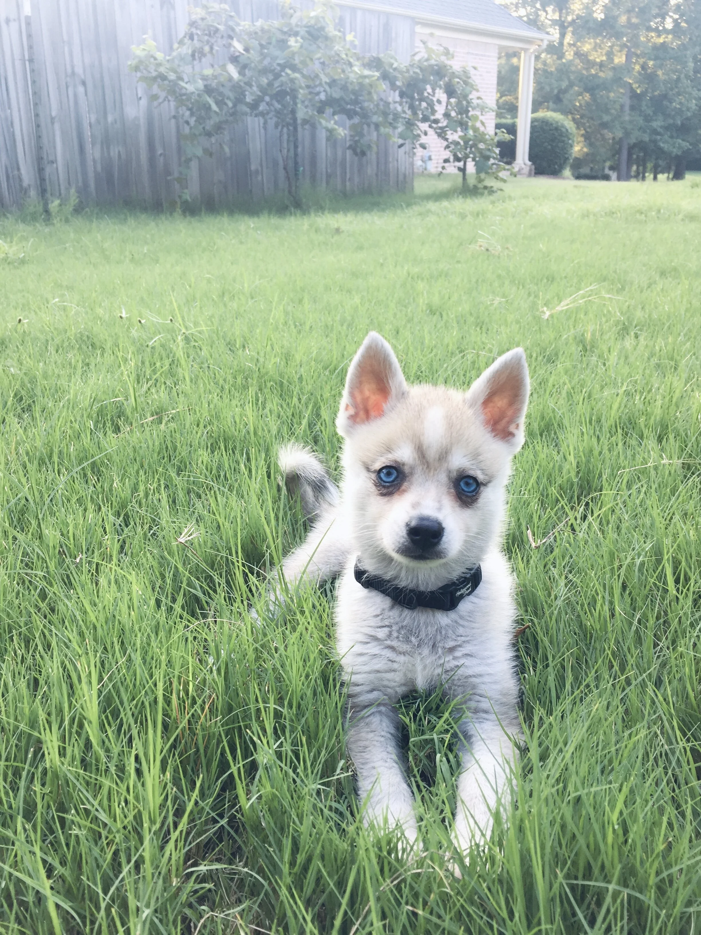Tasky Mini Dog The Happy (mini) Husky