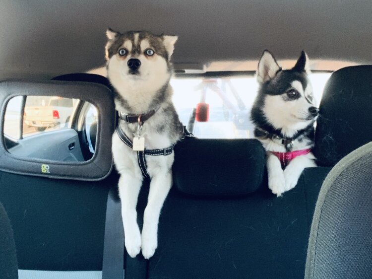 Klee Kai – The Husky Miniature You Probably Didn't Know Existed