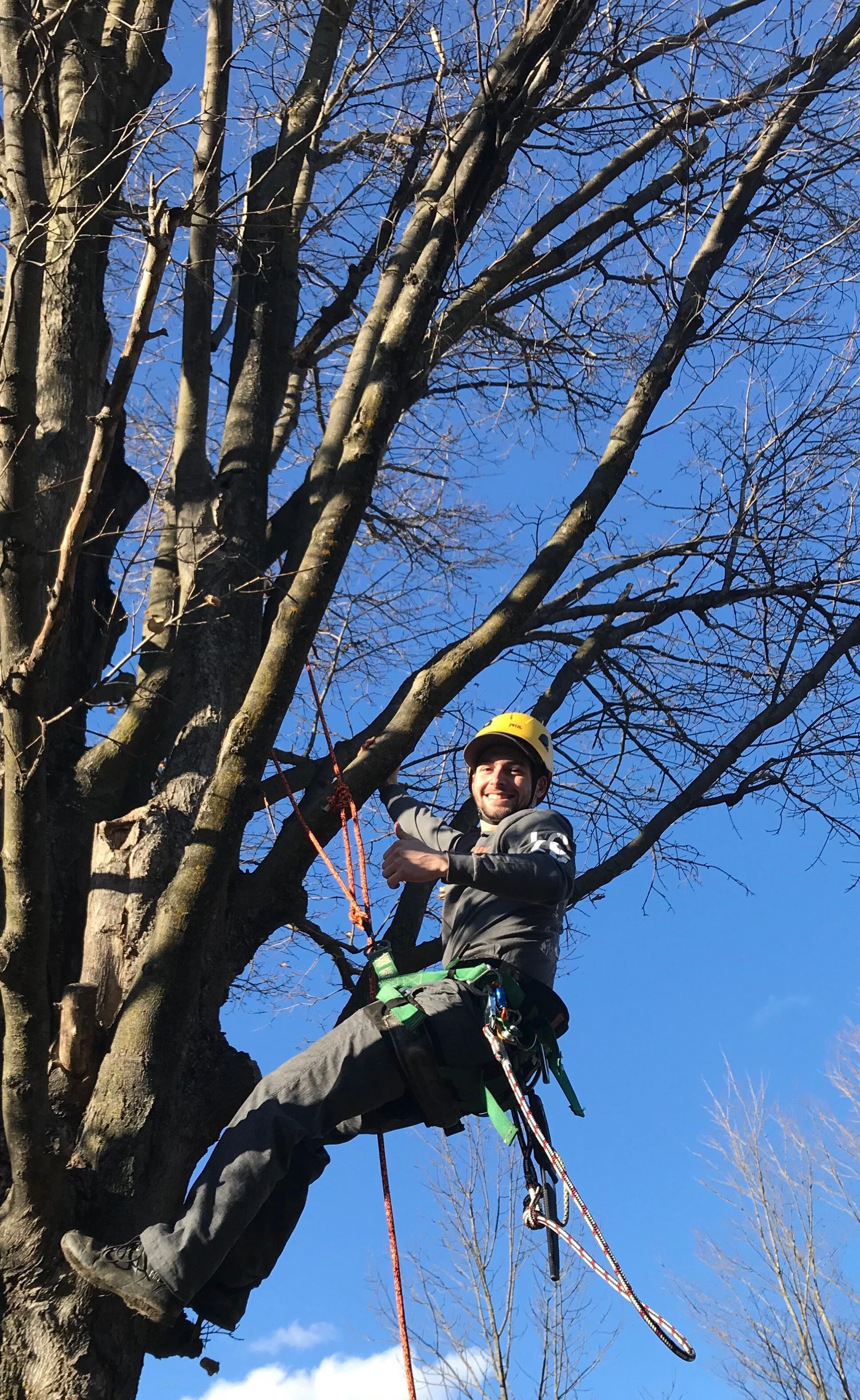 Big Tree Energy