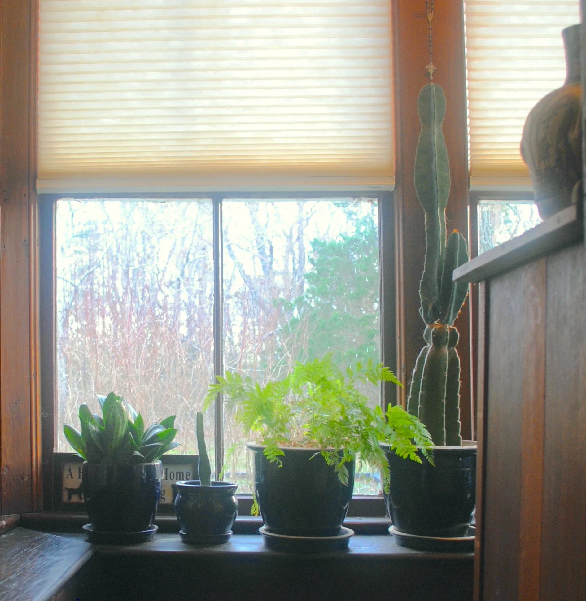 5 Plantarium 1.jpg