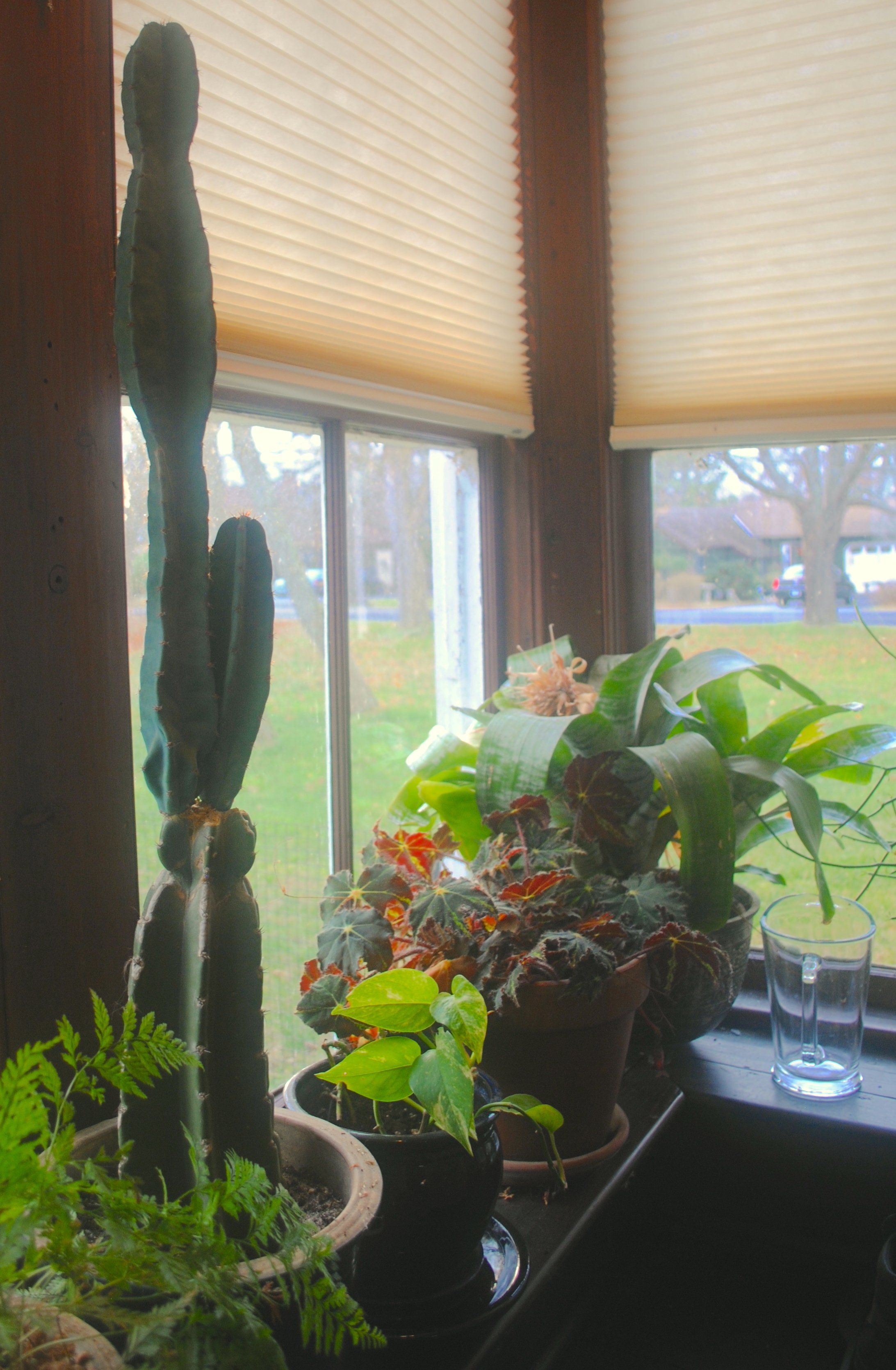 6 Plantarium 2.jpg