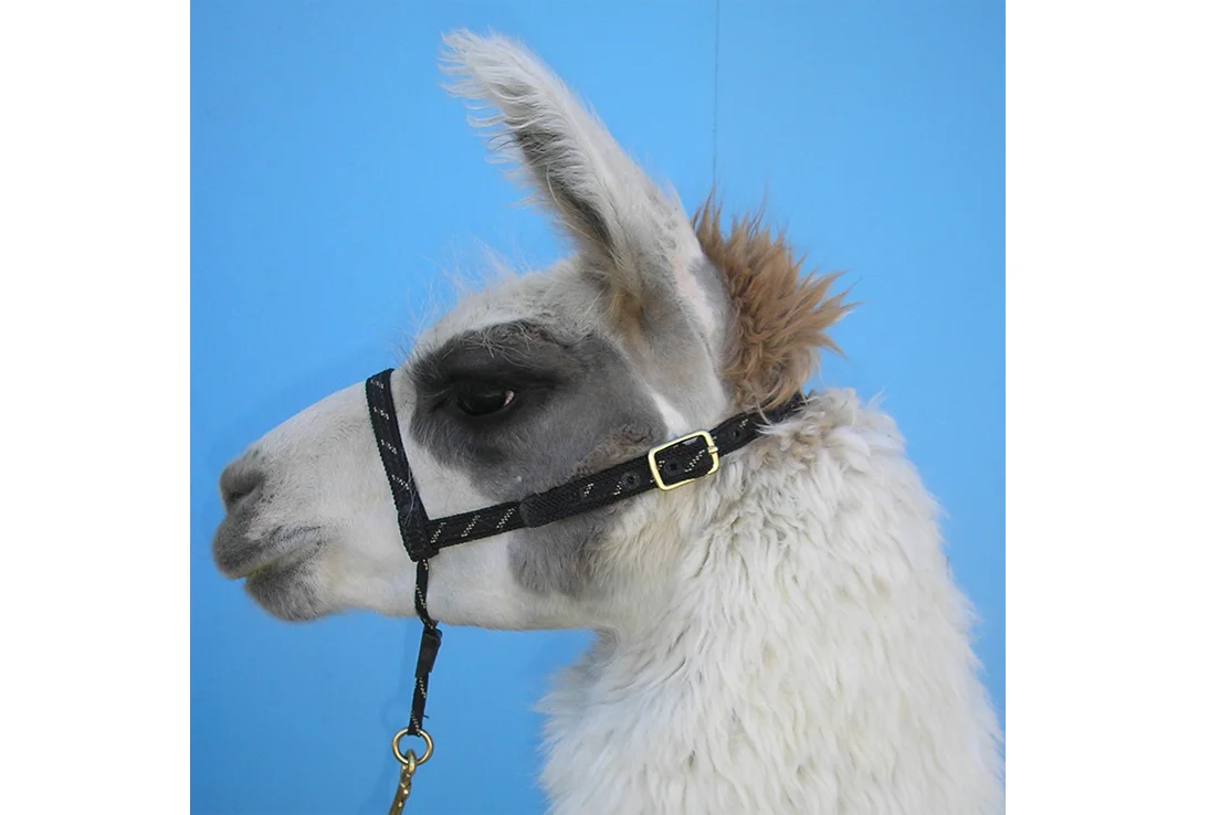haltergoldbtbllama.jpg
