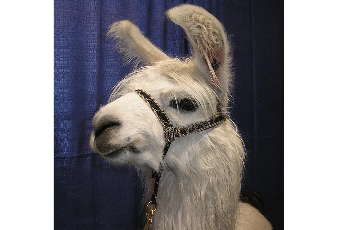 haltergoldtbtbalpaca.jpg