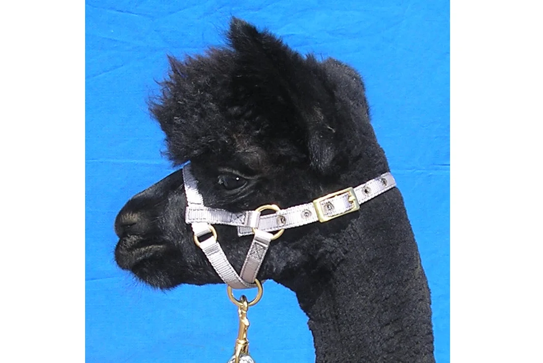 haltersoprisxalpaca.jpg
