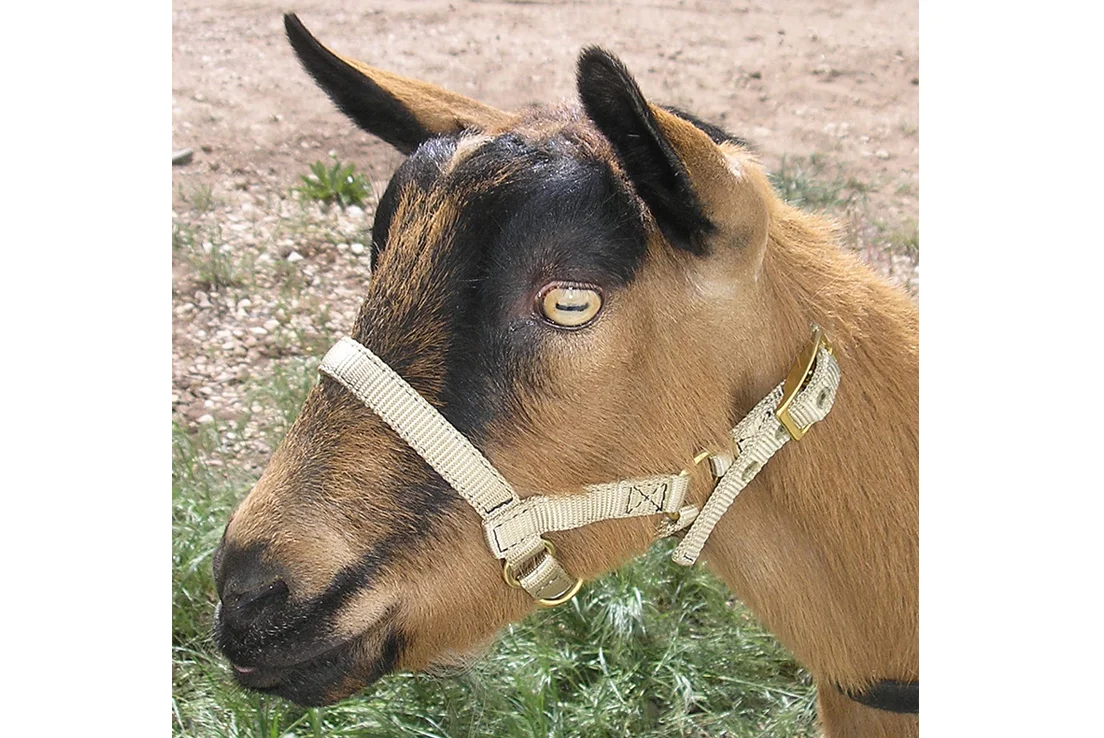 haltersoprisxgoat.jpg