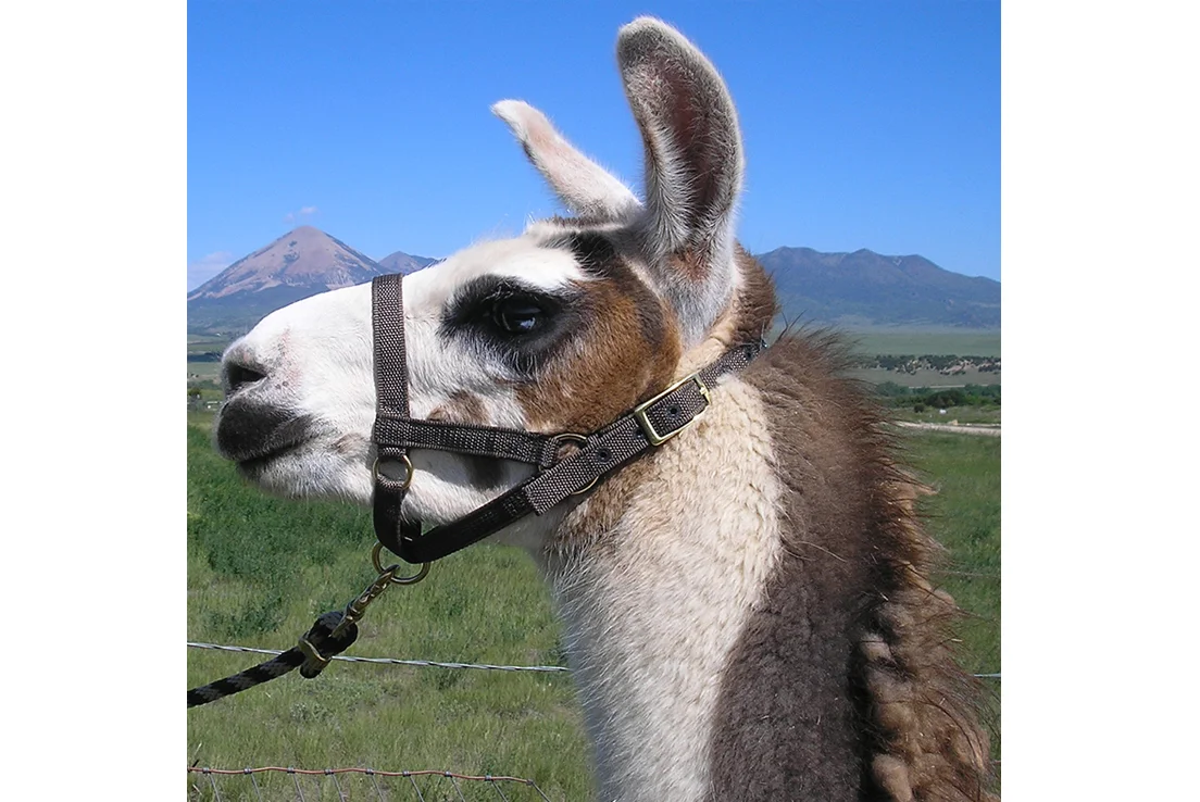 haltersoprisxllama2.jpg