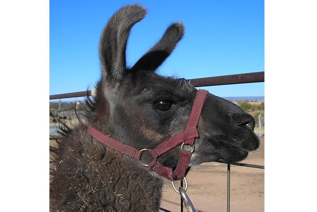 haltersoprisxllama3.jpg