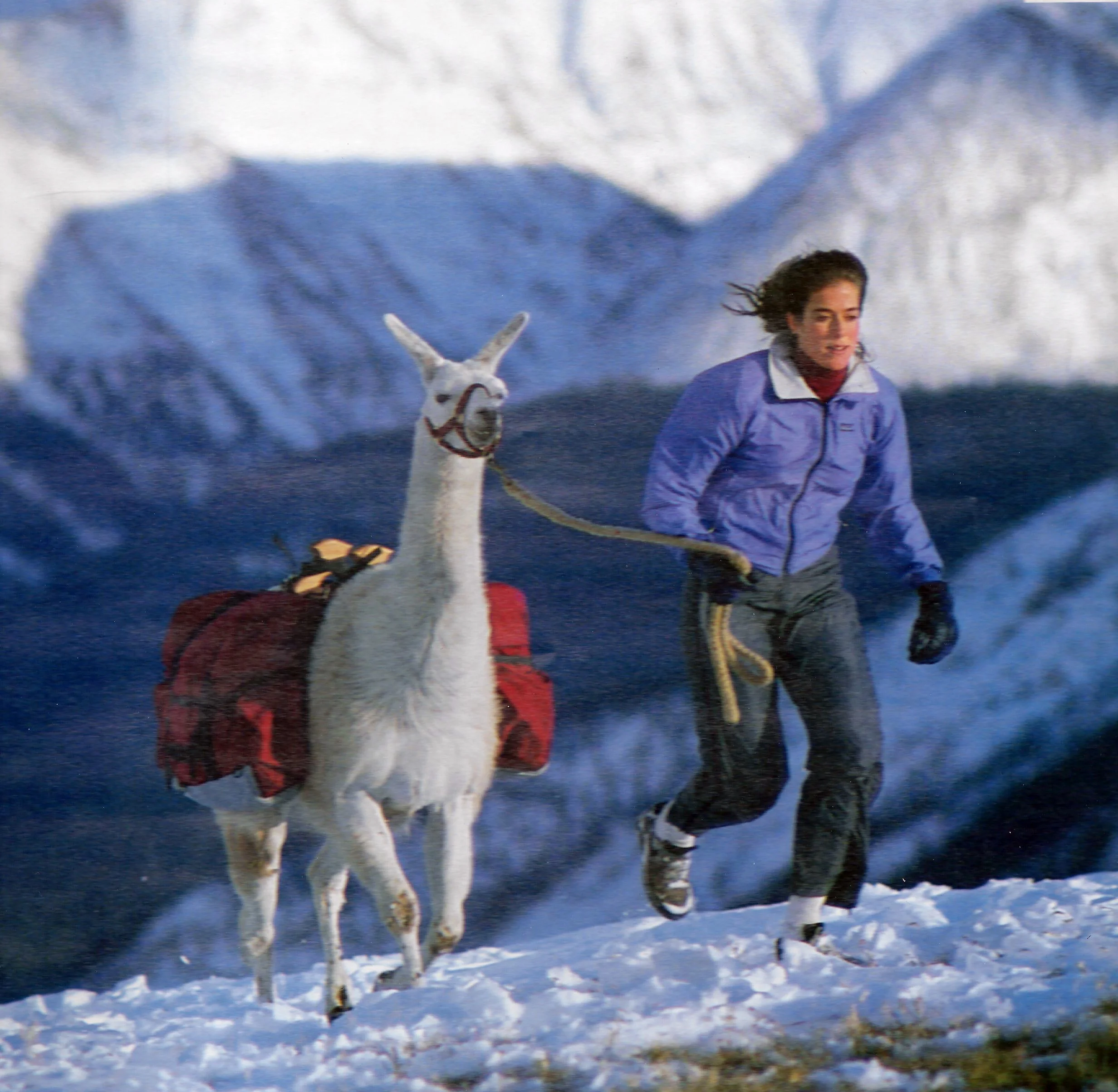 llama panniers