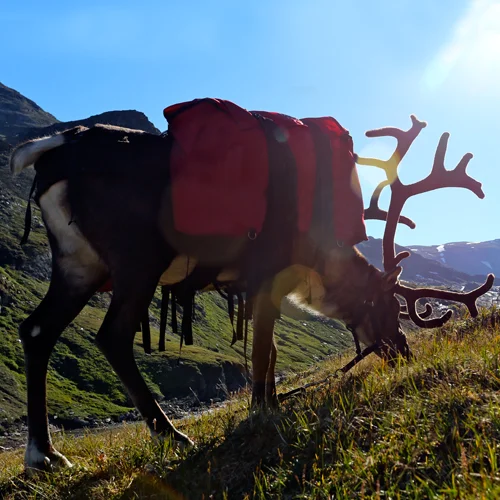 scarpsystemreindeer.jpg