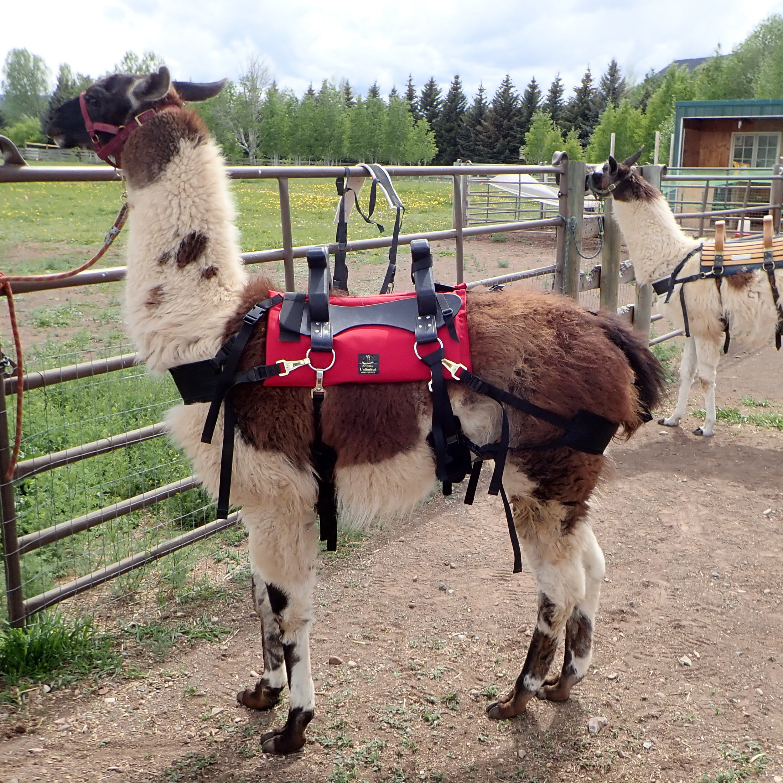 llamasaddle.jpg