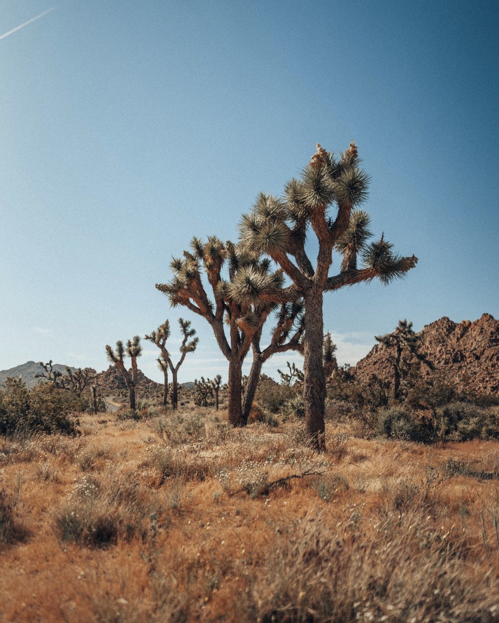 joshua tree 