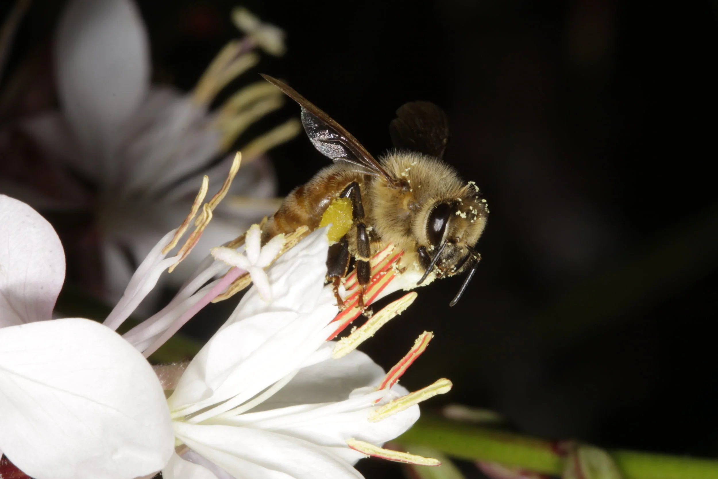 herbaciae white_pink_flw_GIS_2013_3rd_NEED ID_MG_3448.JPG