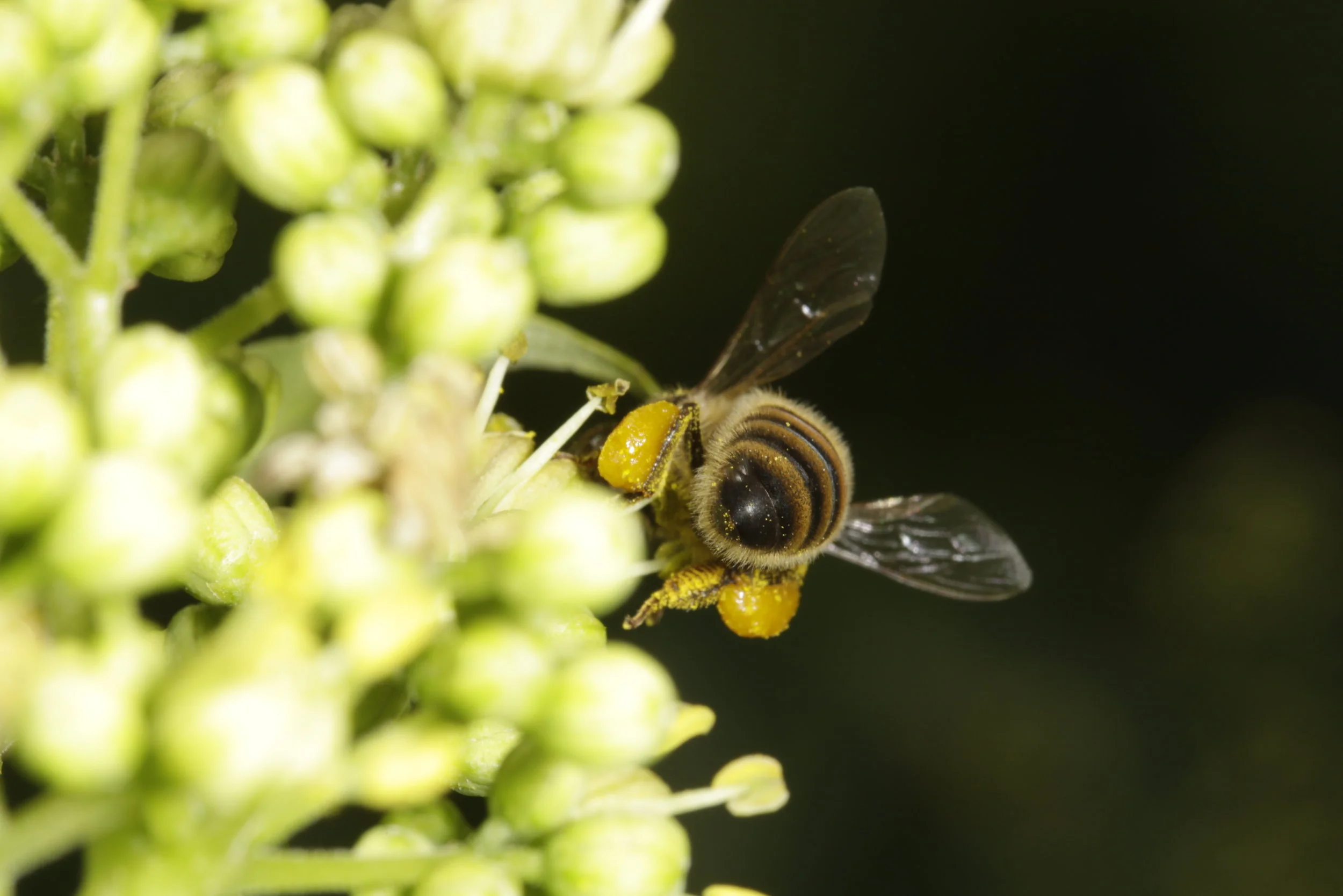 Online Tools for Planting for Bees