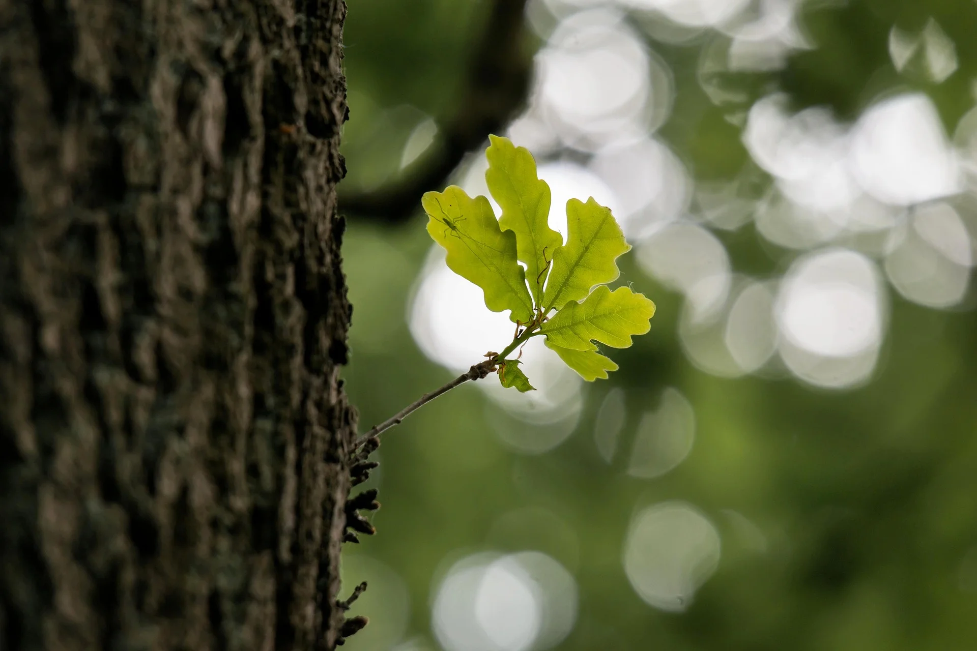 oak-791737_1920.jpg