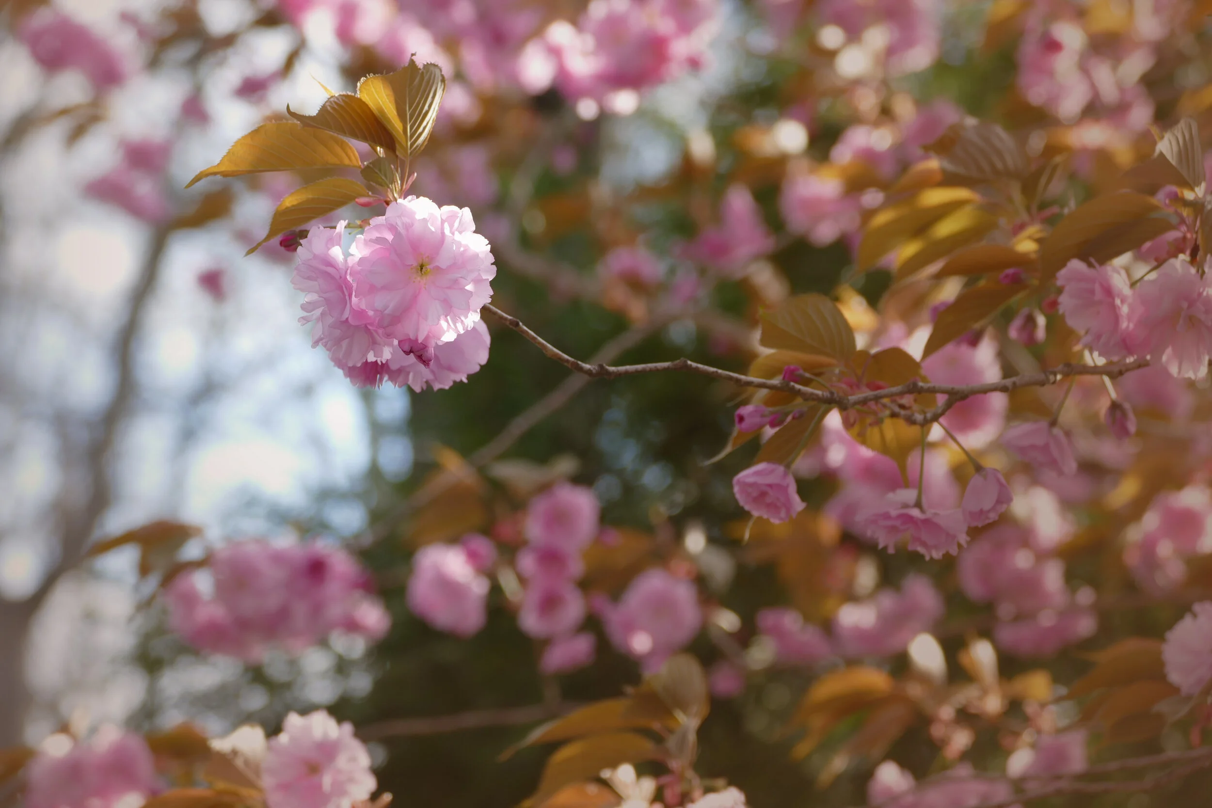 2020 Tree in bloom.jpg