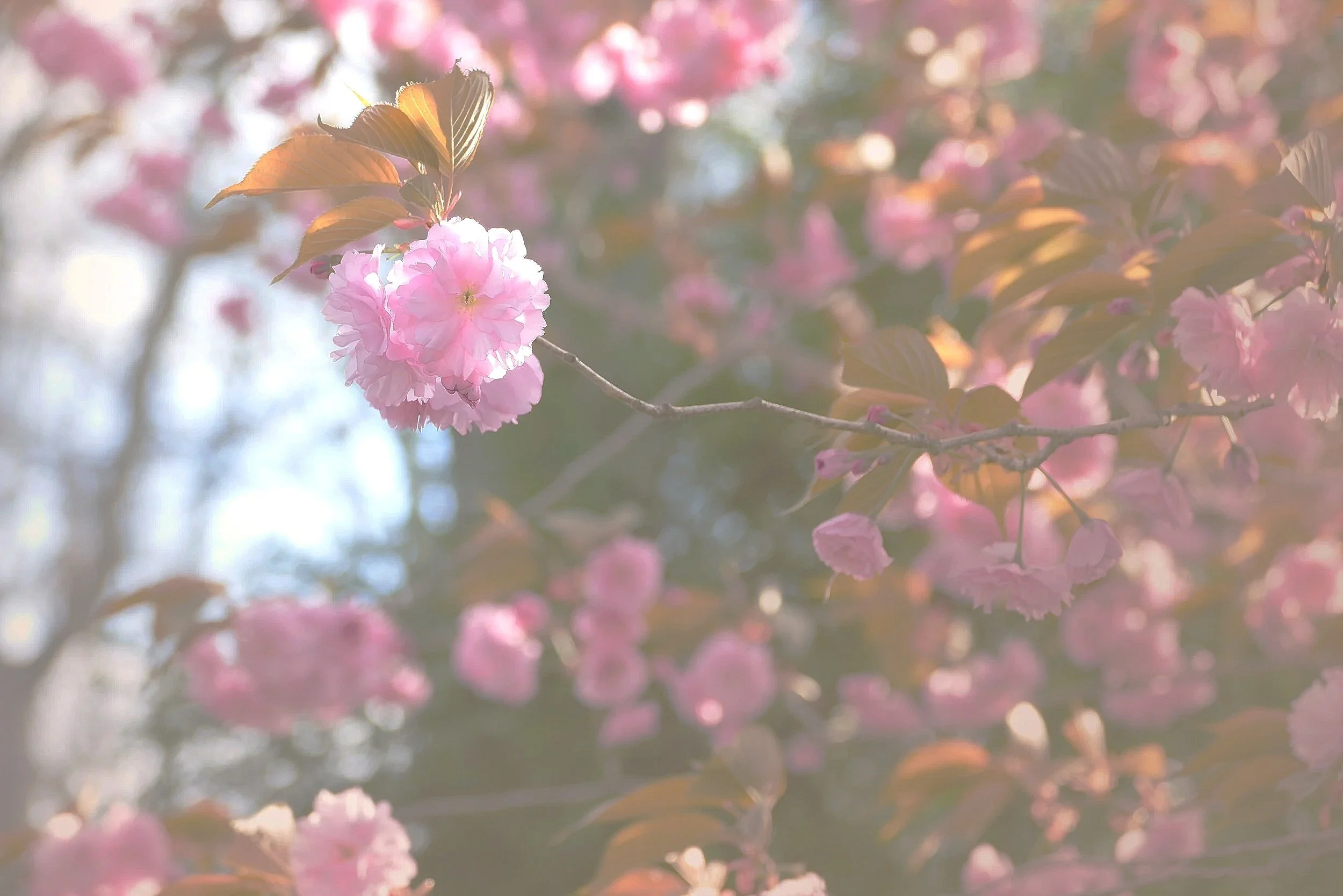 2020 Tree in bloom.jpg