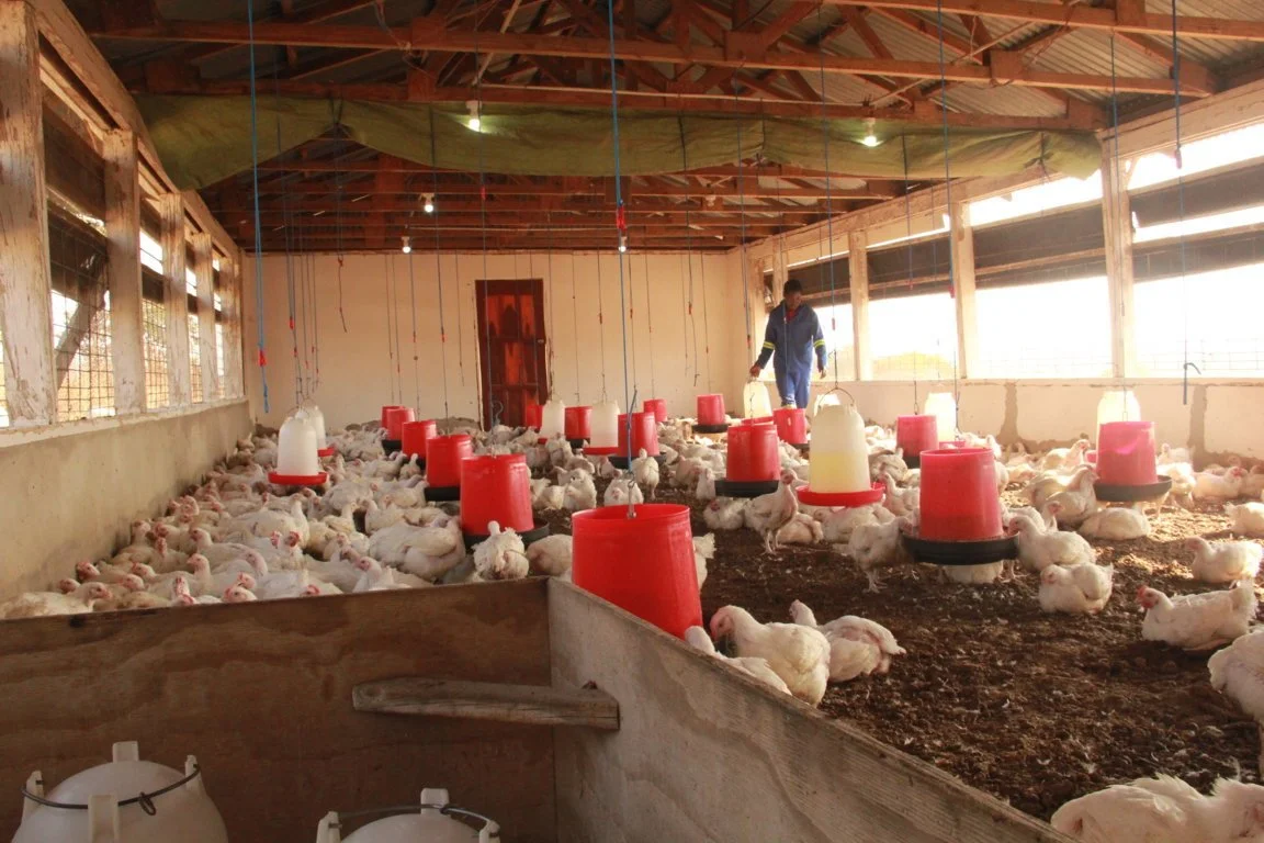 Current Poultry Houses (13).JPG