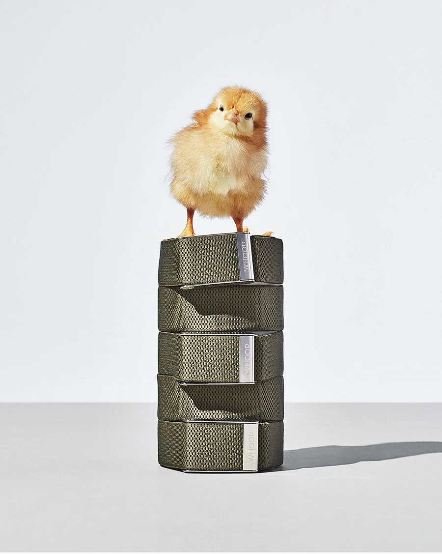webLR_Crop_Chick.jpg