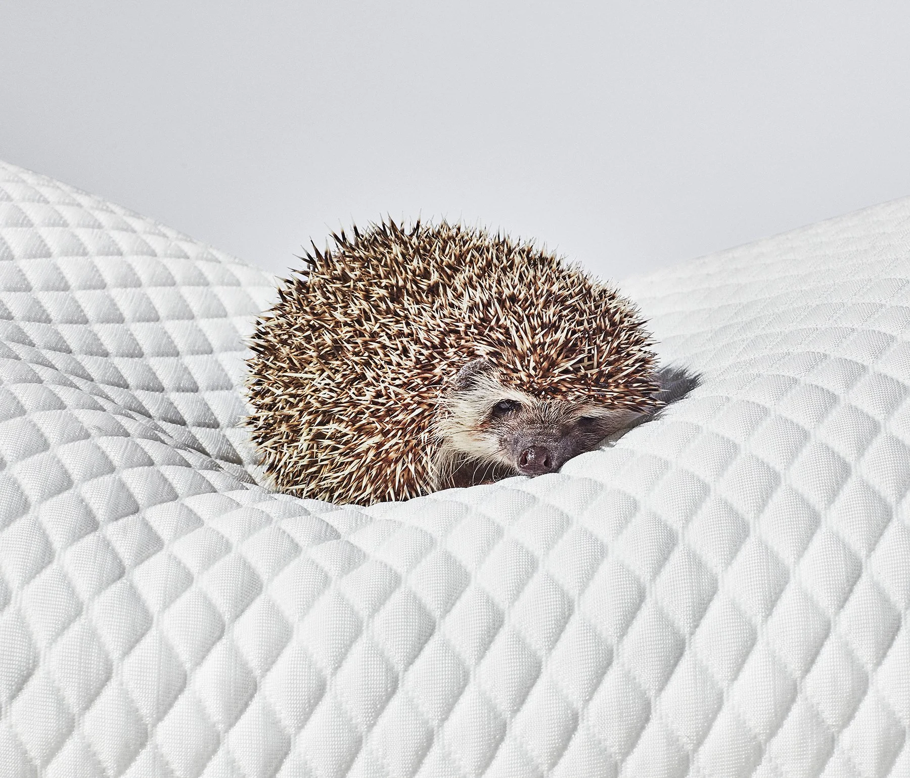 webLR_crop_hedgehog.jpg