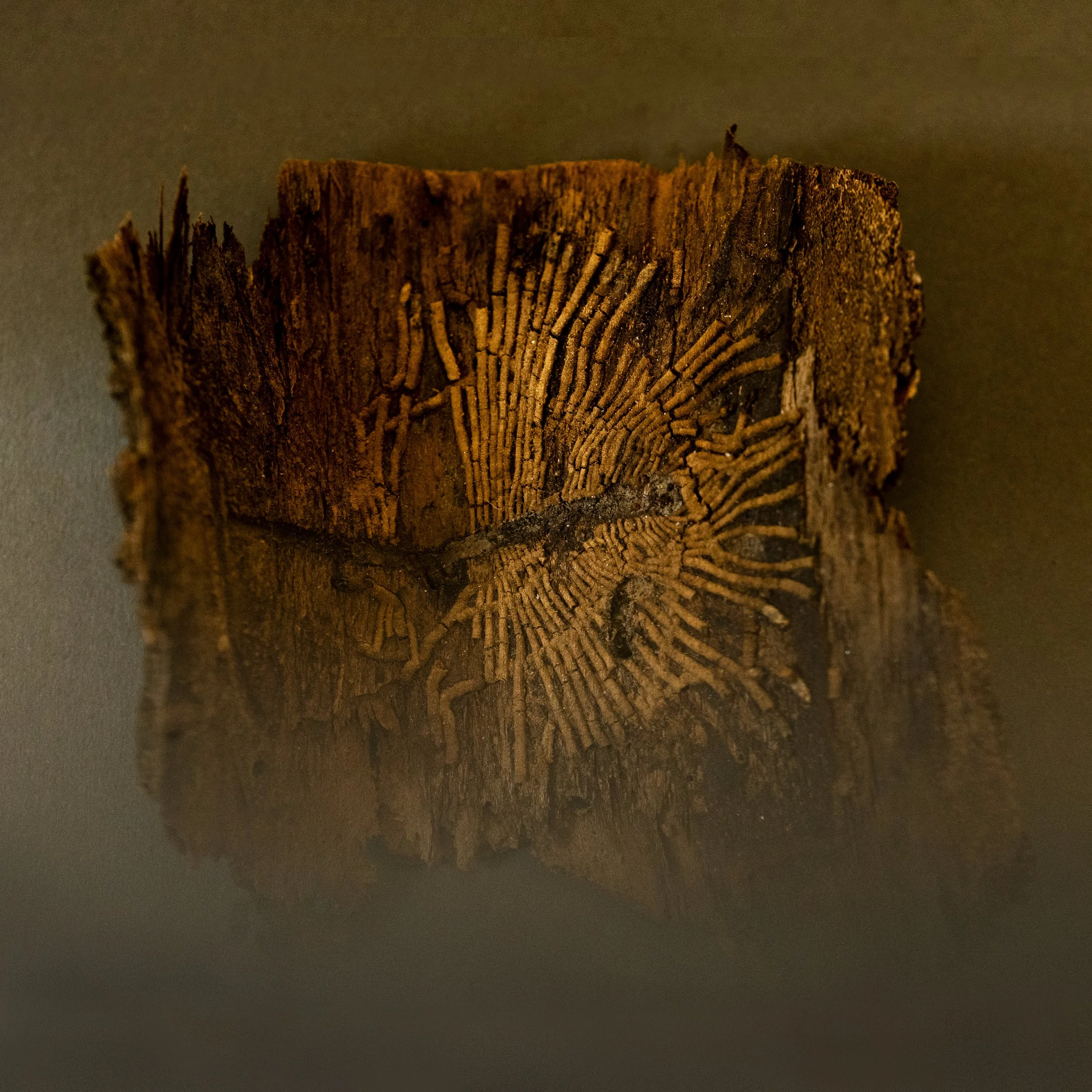 Sayr cover photo SQUARE.jpg