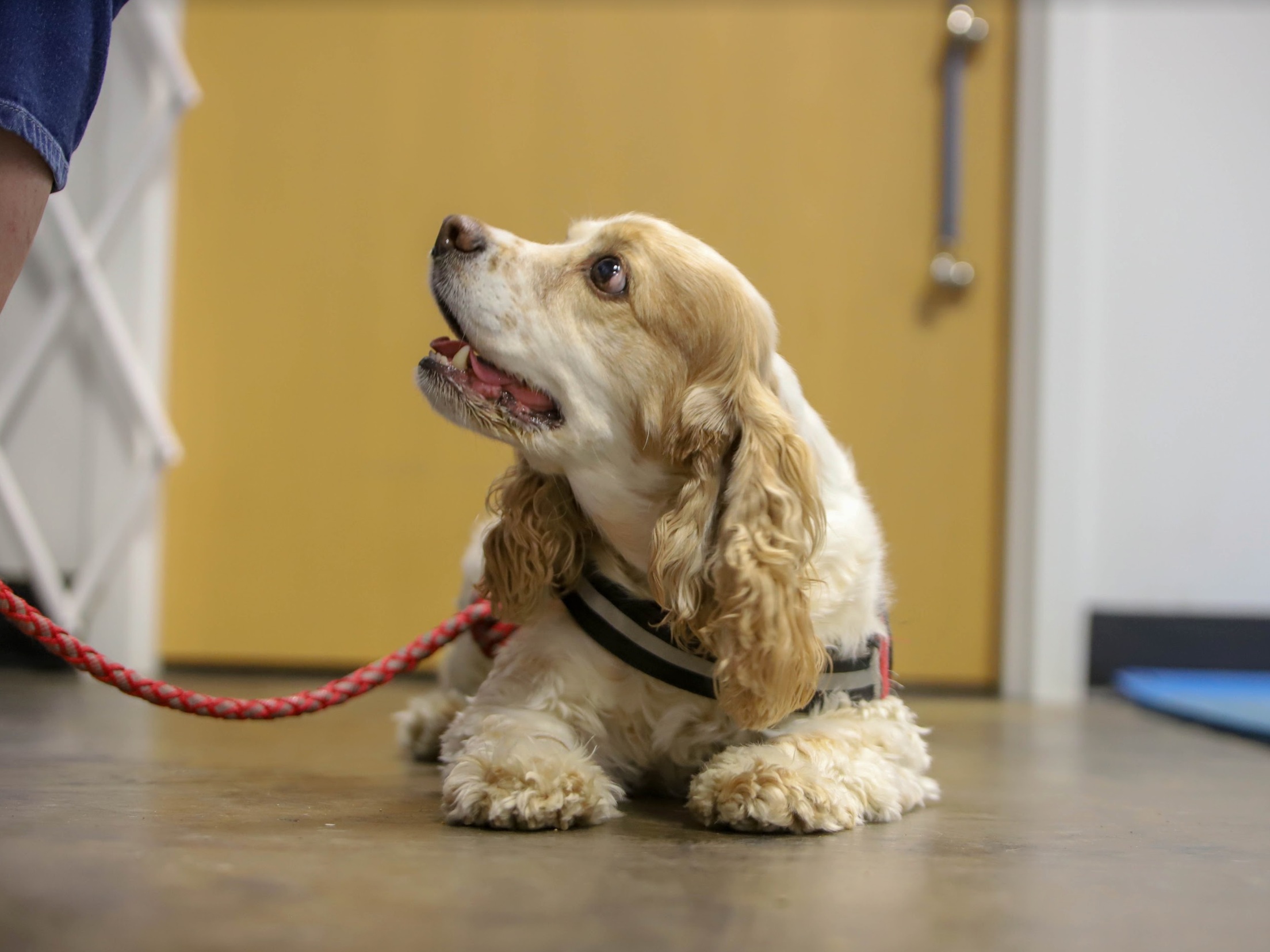Specialty Classes — The Dogs' Spot - Dog Training Center