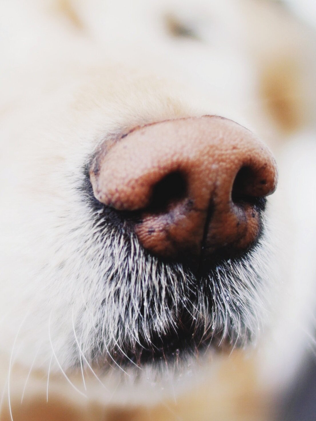 Dog Nose Work Royalty-Free Images, Stock Photos & Pictures