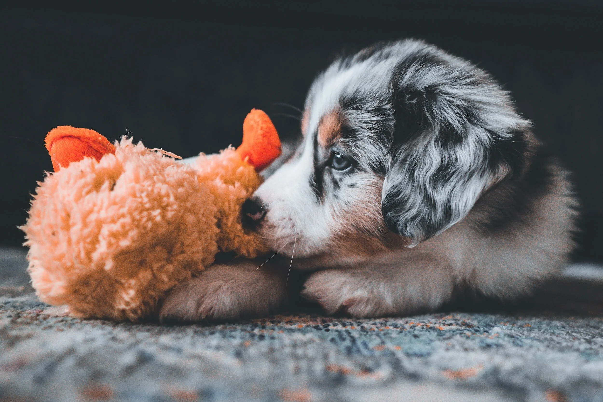 Four Things Every Behaviorally Healthy Puppy Needs