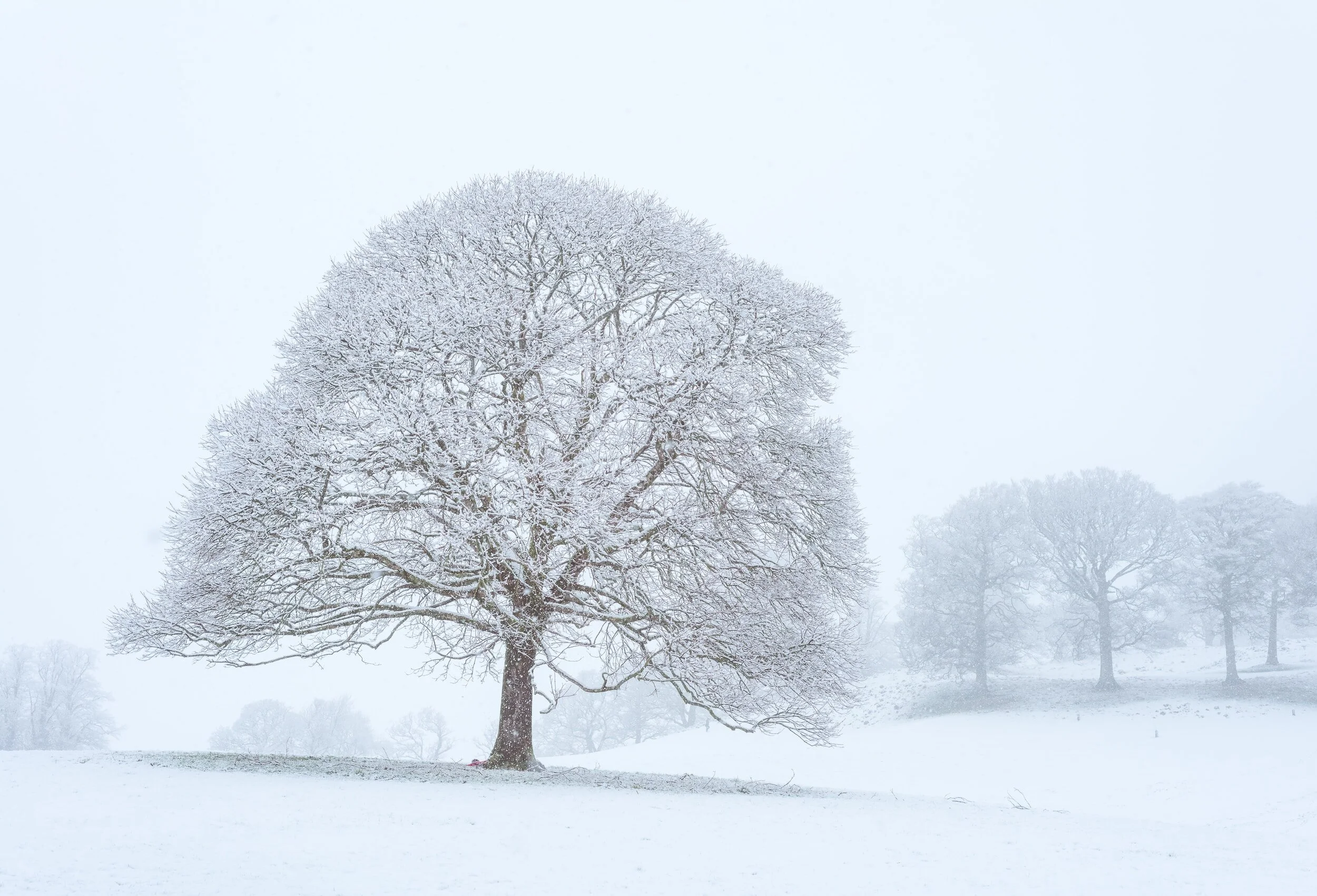 10 Indoor Winter Activities for Your Dog
