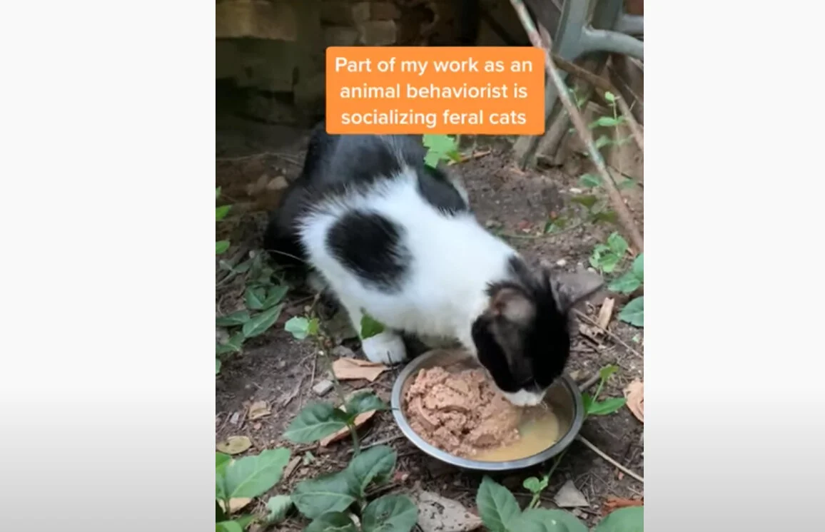 Socializing Feral Cats