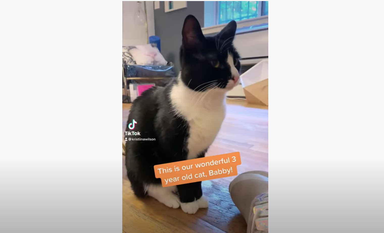 Using intellectual stimulation and behavior modification with aggressive cats