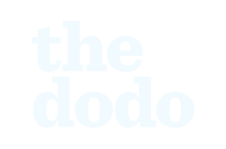 The dodo logo.