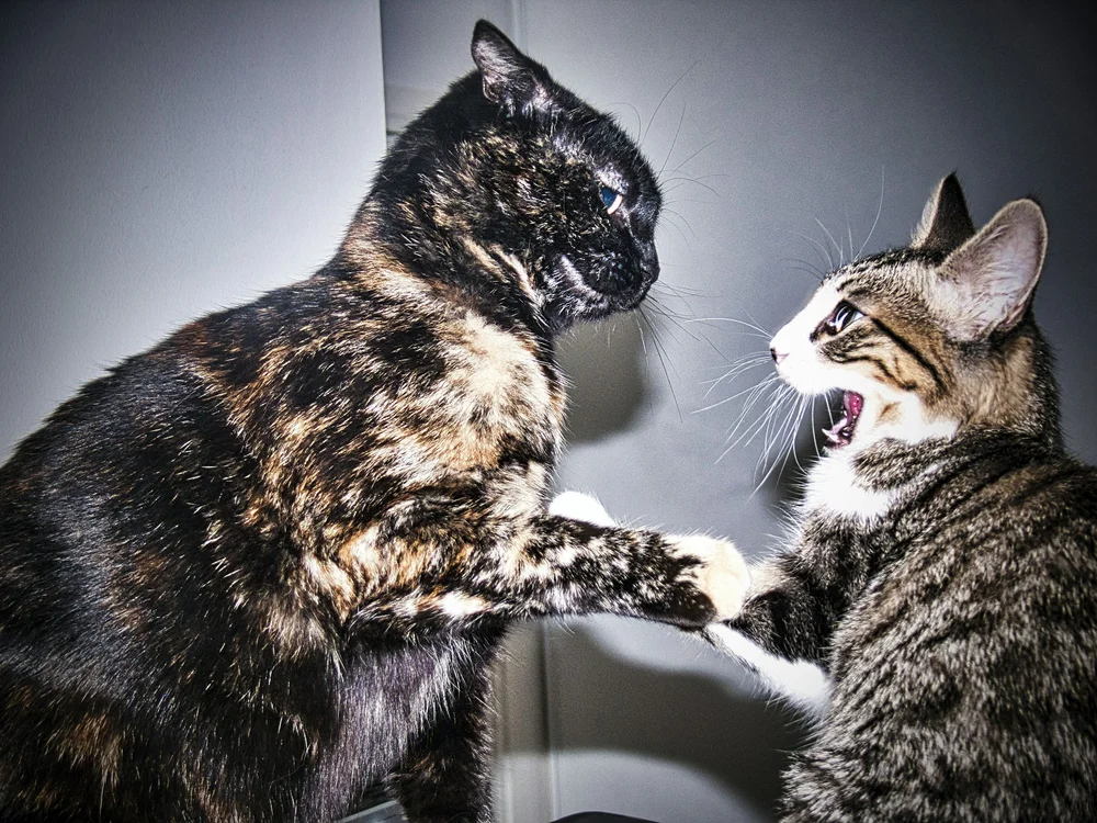 Why Do Cats Fight? Causes of Sudden Inter-Cat Aggression