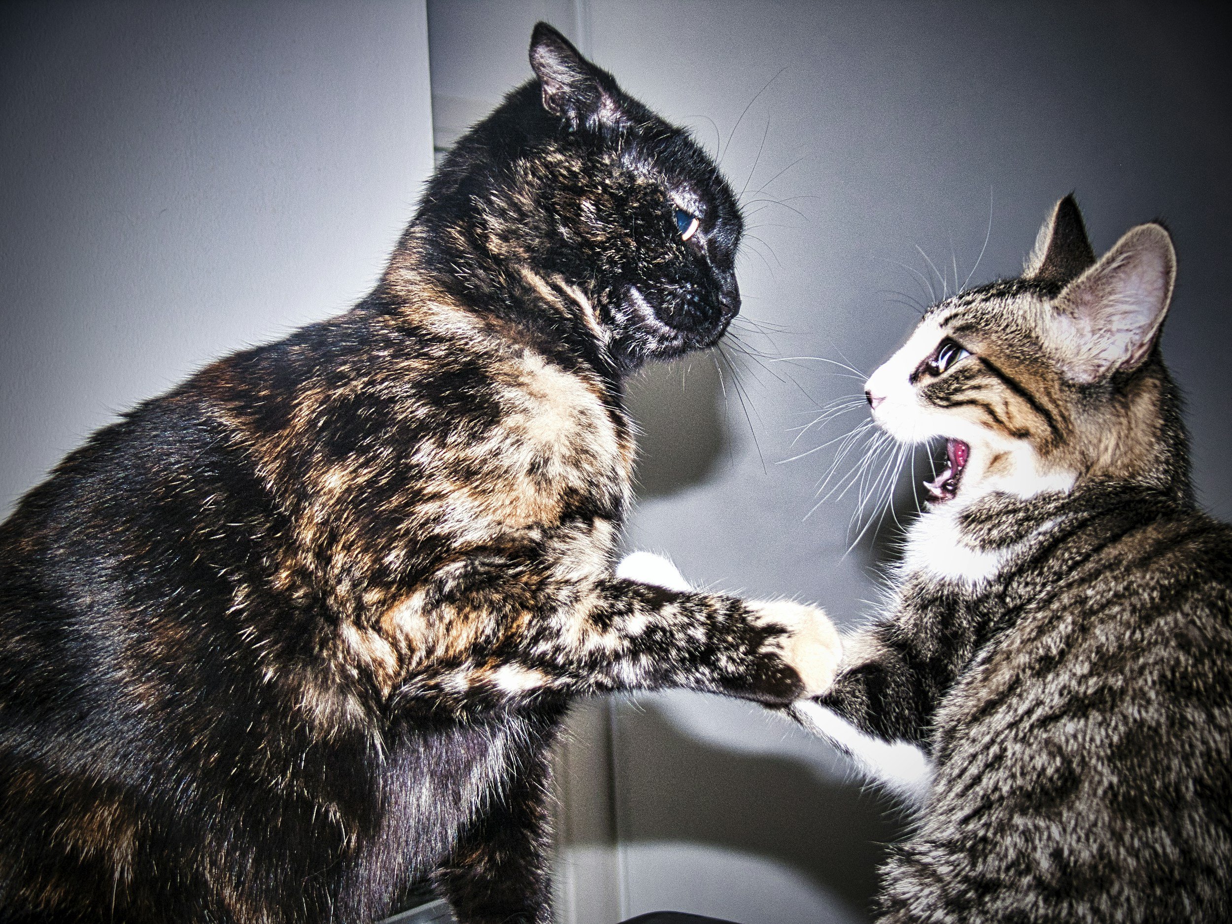 Why Are My Cats Suddenly Fighting? (Causes of Inter-Cat Aggression and What to Do)