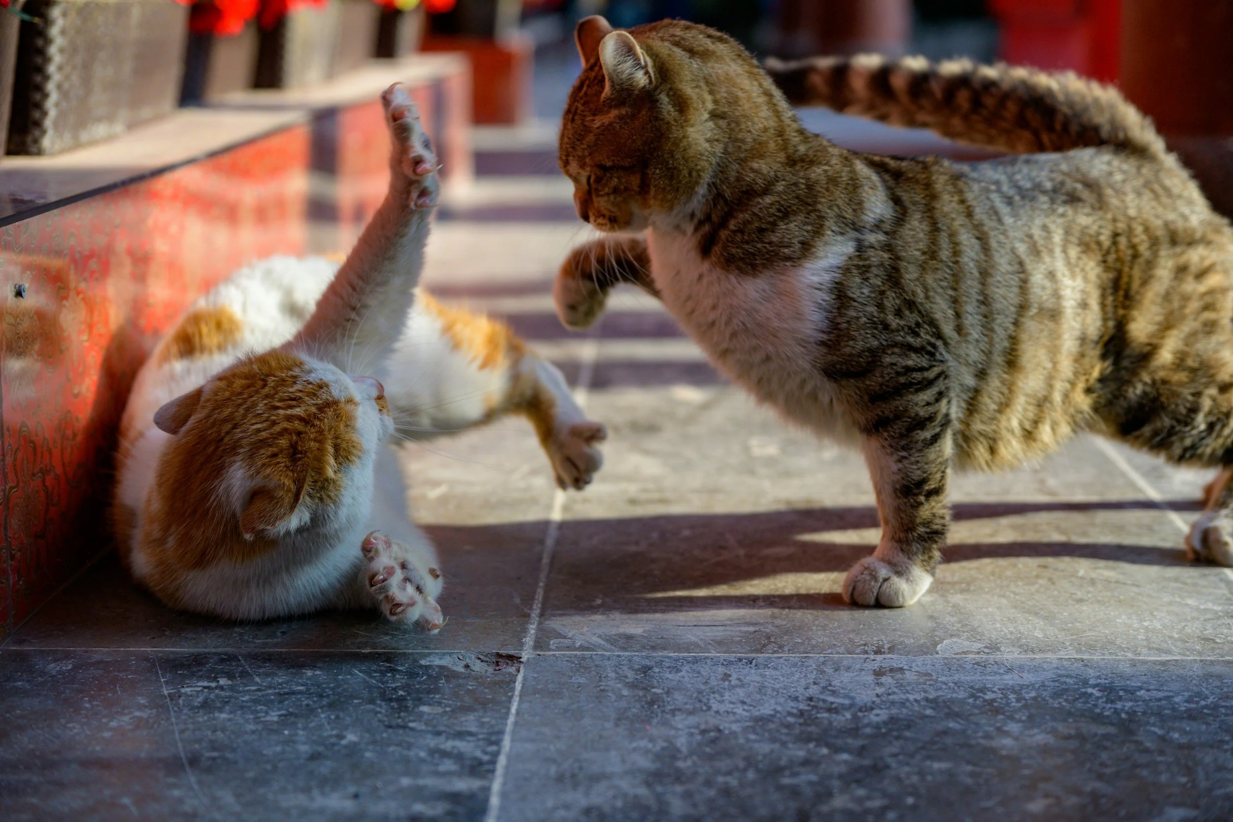 Are My Cats Playing or Fighting? How to Tell the Difference (Signs of Healthy Play vs Aggression)