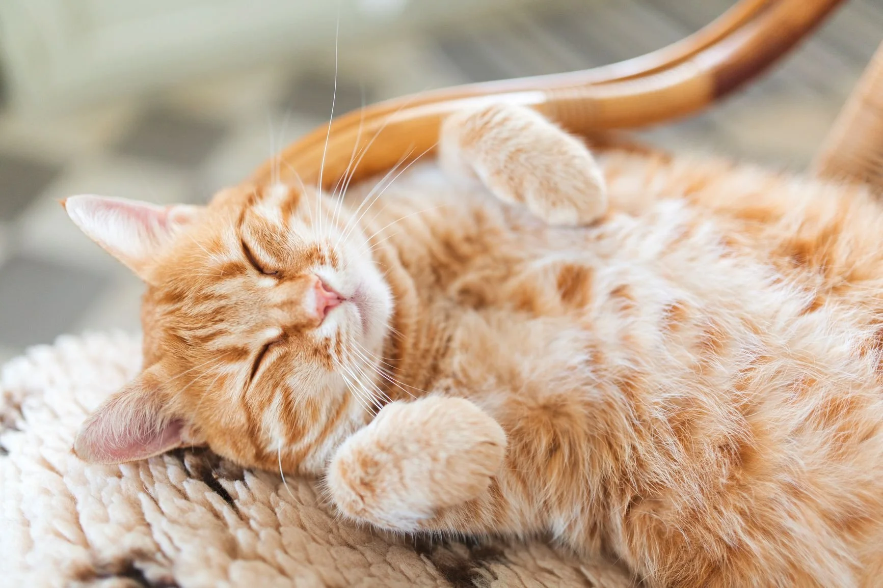 Top Signs Your Cat Trusts You and Feels Safe at Home!