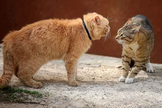 Why Is My Cat Bullying My Other Cat? Understanding Cat-to-Cat Aggression