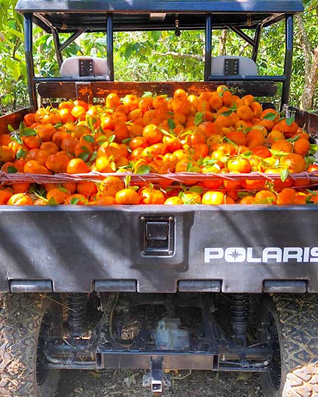 Mandarinas 🍊 as far as the eye can see.... #farm #organic #mandarins #citrus #familyown #polaris #dominicanrepublic
