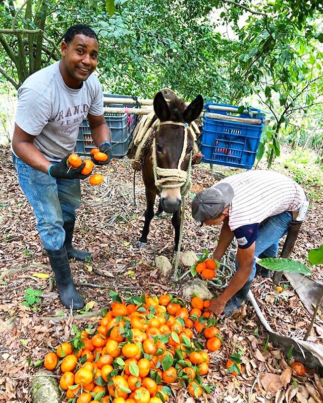All in a days work 🍊🍊#organicfarm #cacao #citrus #dominicanrepublic #island #farmlife #organiceverything