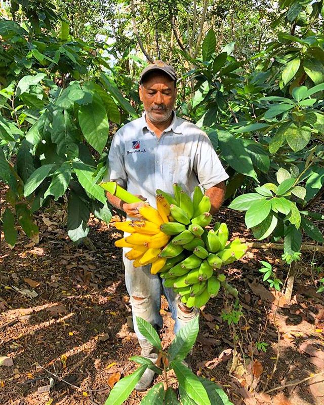 Banana nanana 🍌🍌#organic #farm #dominicanrepublic #cacao #shadeproviders #organiceverything #familyown #island #finca #banana